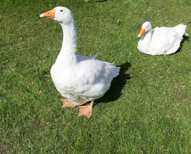 Photo high angle view of white swan on field