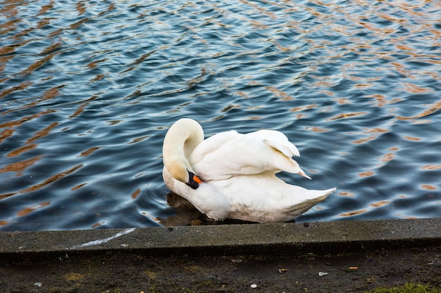 Foto vista ad alta angolazione del cigno bianco nel lago