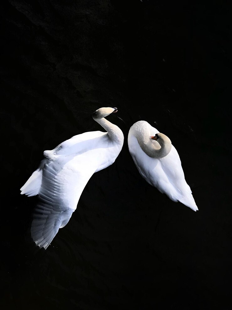 Photo 水中の白い天<unk>の高角度の写真