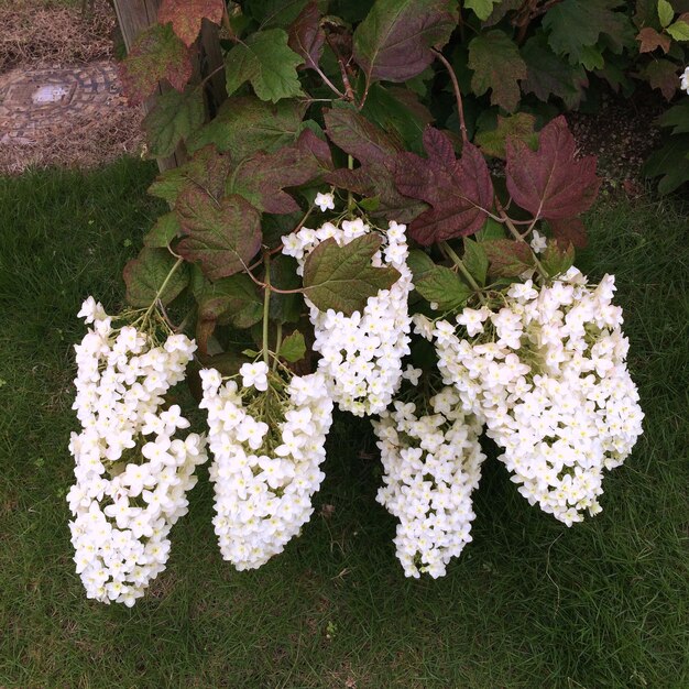 Photo high angle view of white viburnum flowers