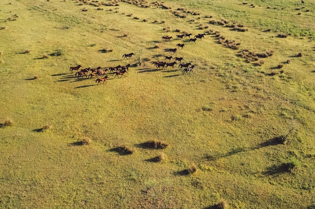 野の馬の高角度の景色
