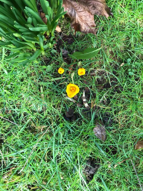 High angle view of wildflowers on field