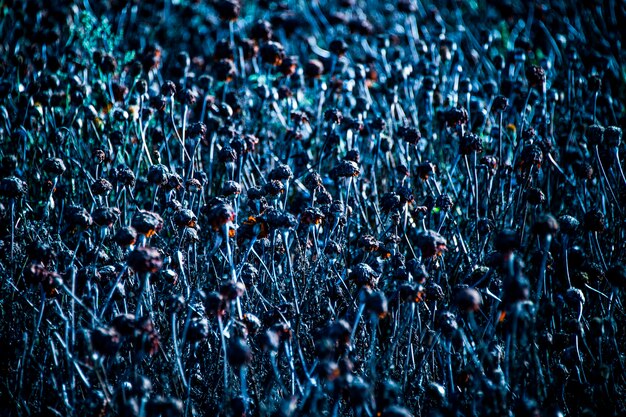 High angle view of wilted poppy flowers on field