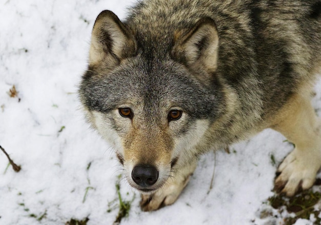 High angle view of wolf on snow
