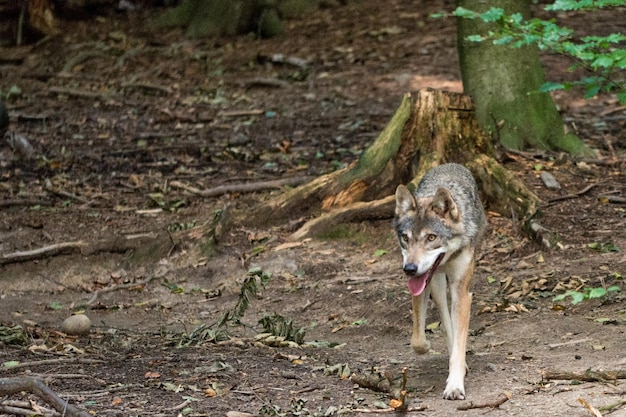 Photo high angle view of wolf