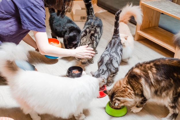 Foto vista ad alta angolazione di una donna che nutre i gatti