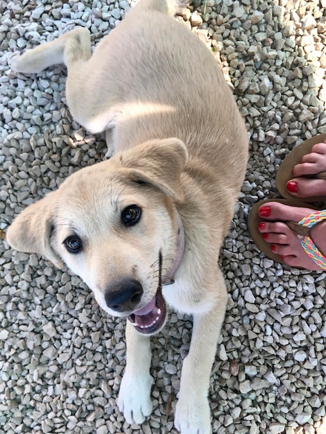 犬と一緒にいる女性の高角度の写真