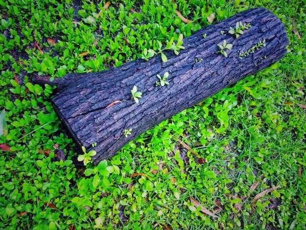 High angle view of wood on field