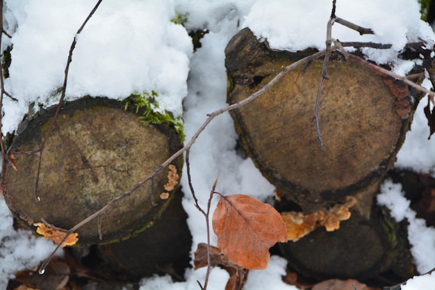 Photo high angle view of wooden logs on snow covered field