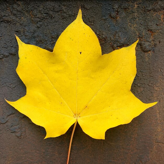 Foto vista ad alto angolo della foglia gialla d'autunno