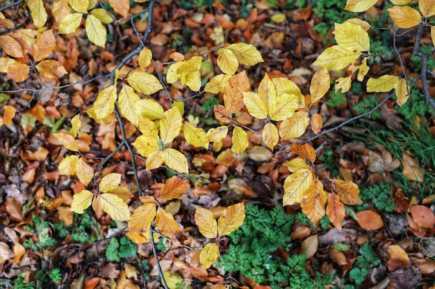 Высокоугольный вид желтых осенних листьев на поле