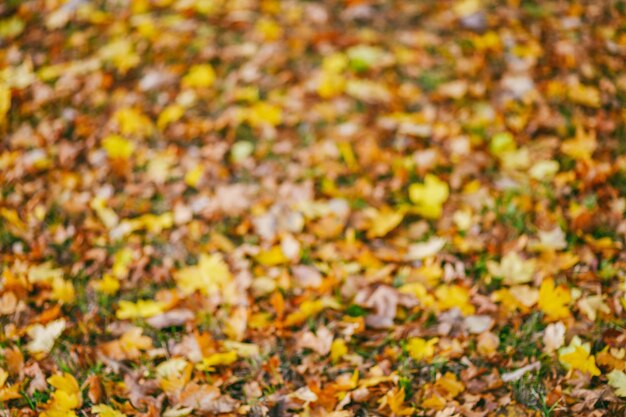 Foto vista ad alto angolo delle foglie gialle d'autunno sul campo