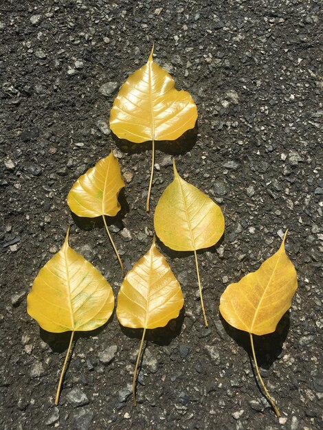 High angle view of yellow autumn leaves on road