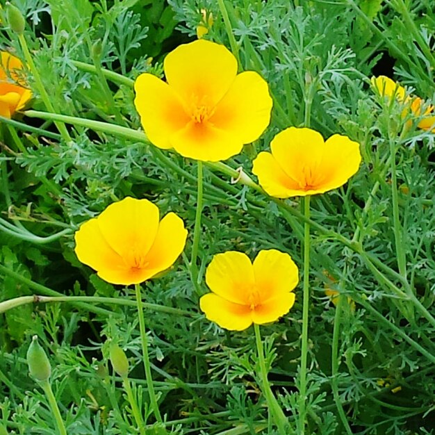 High angle view of yellow crocus blooming on field