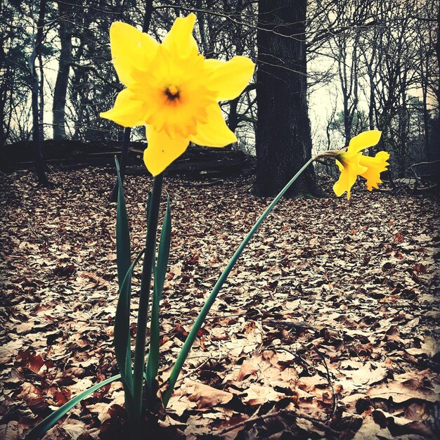 High angle view of yellow daffodil blooming during autumn