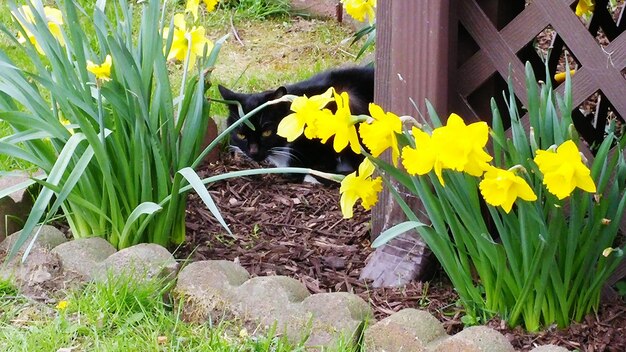 High angle view of yellow daffodils growing on field