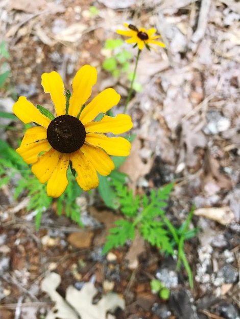 High angle view of yellow daisy blooming outdoors