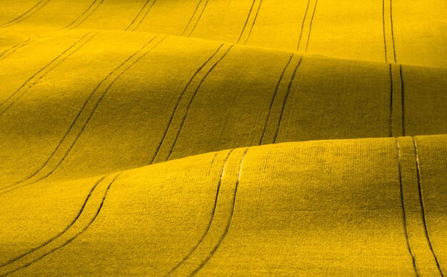 High angle view of yellow field