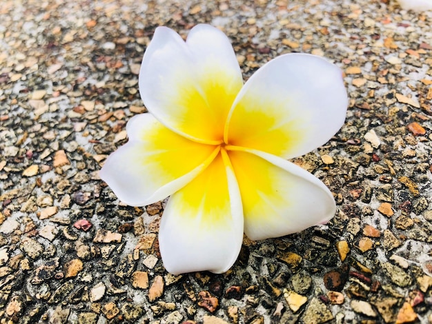 Foto vista ad alto angolo di un fiore giallo su ciottoli