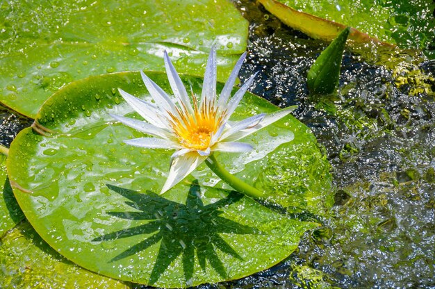 Foto vista ad alto angolo del fiore giallo