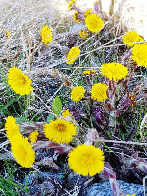 High angle view of yellow flowering plant on field