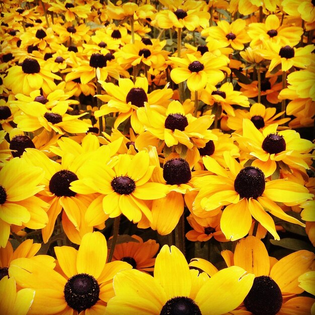 High angle view of yellow flowering plant