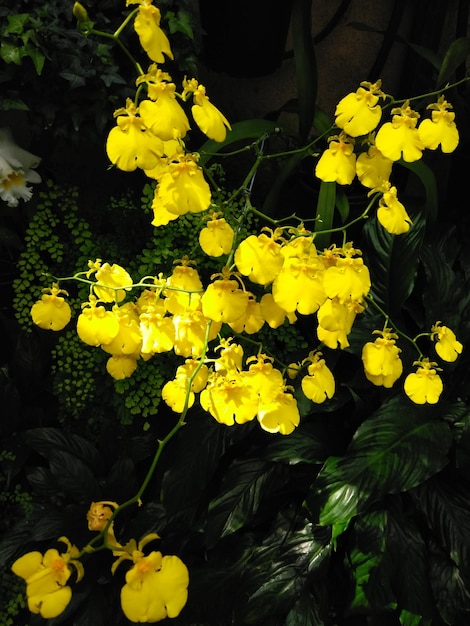 Foto vista ad alto angolo di una pianta a fiori gialli