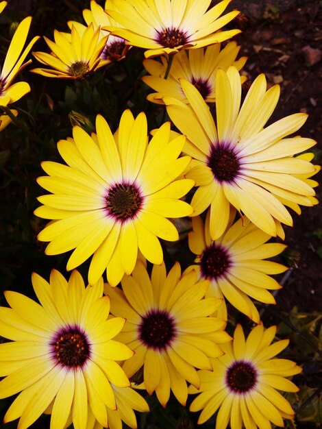 High angle view of yellow flowering plant