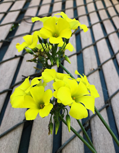 High angle view of yellow flowering plant