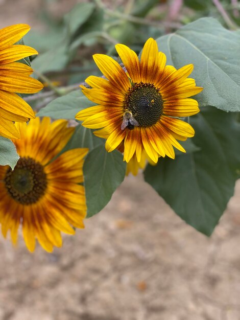 High angle view of yellow flowering plant