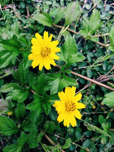 Photo high angle view of yellow flowering plant