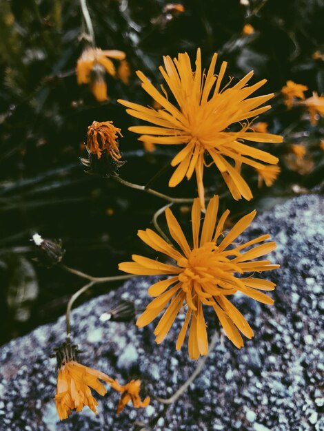 High angle view of yellow flowering plant