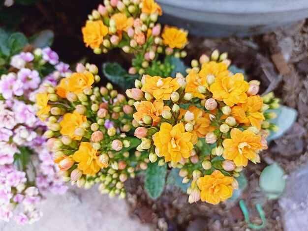 High angle view of yellow flowering plant