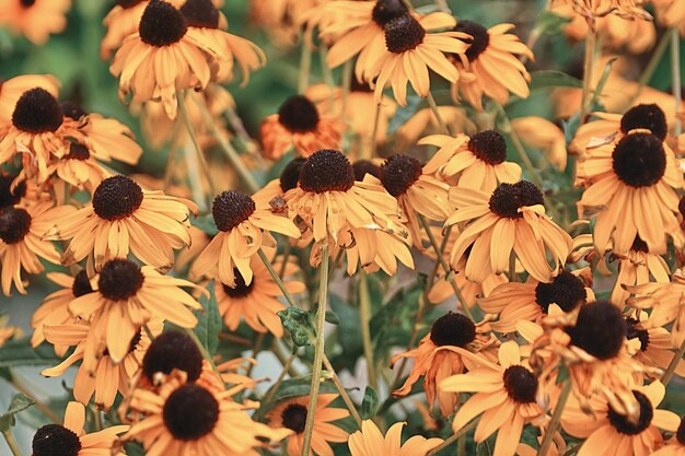 High angle view of yellow flowering plant