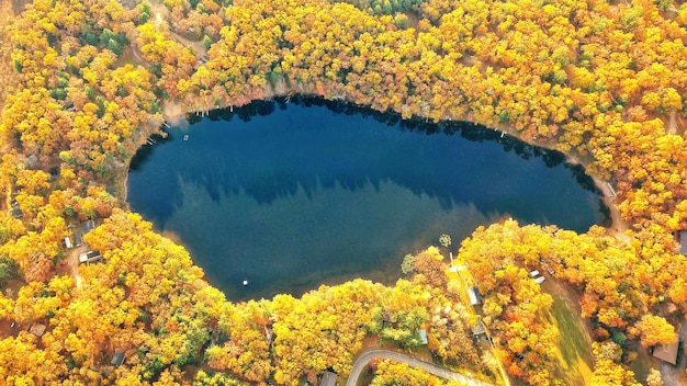 High angle view of yellow flowering plants by trees during autumn