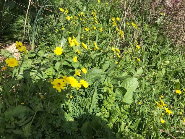 High angle view of yellow flowering plants on field