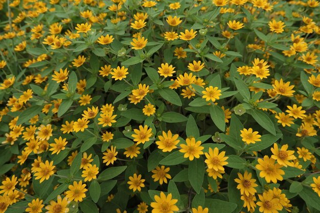 High angle view of yellow flowering plants on field