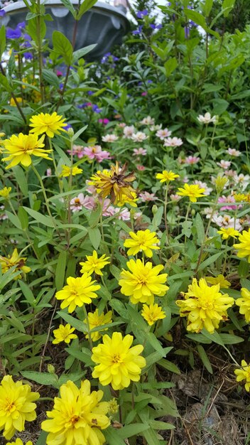 Foto vista ad alta angolazione di piante a fiori gialli sul campo