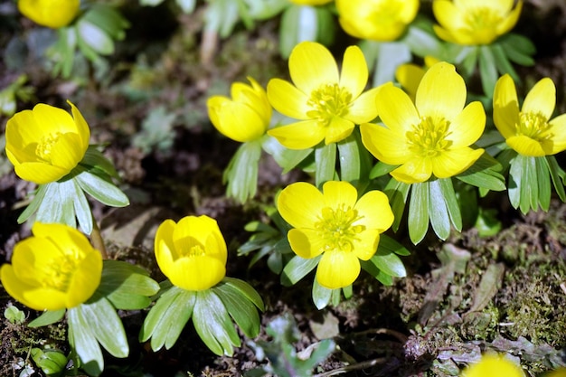 High angle view of yellow flowering plants on field