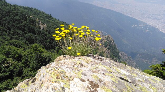 山の黄色い花の植物の高角度の景色