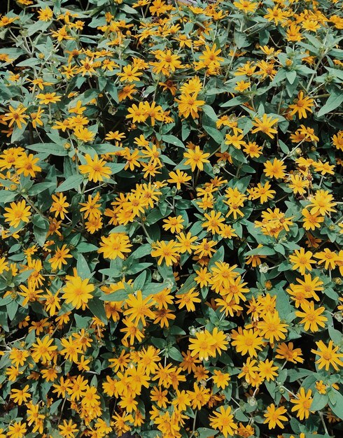 High angle view of yellow flowering plants