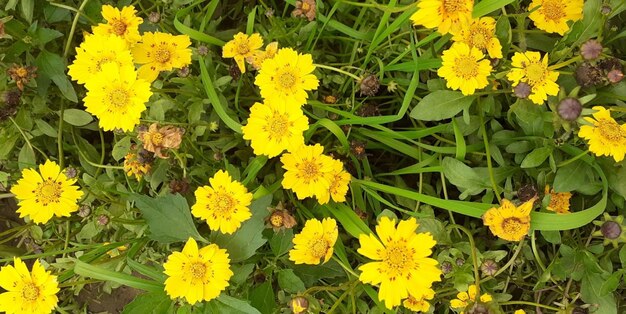 High angle view of yellow flowering plants