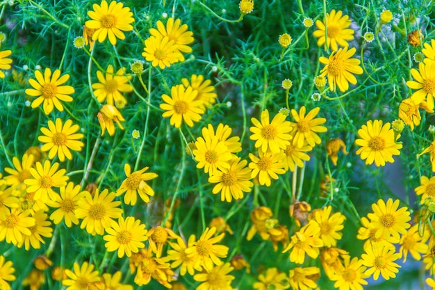 High angle view of yellow flowering plants