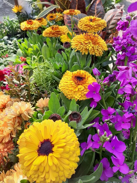 High angle view of yellow flowering plants