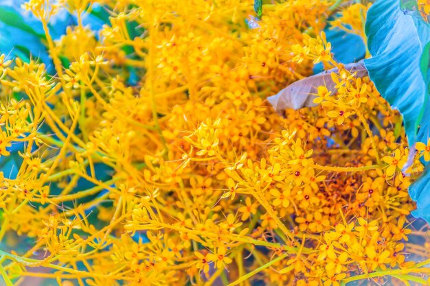 High angle view of yellow flowering plants