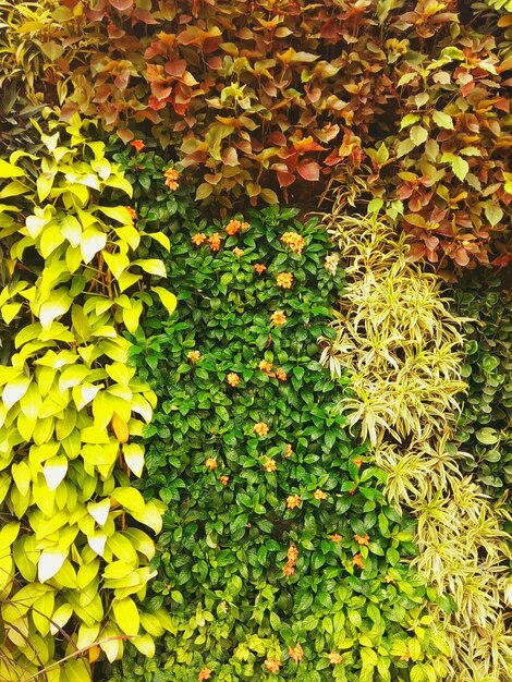 High angle view of yellow flowering plants