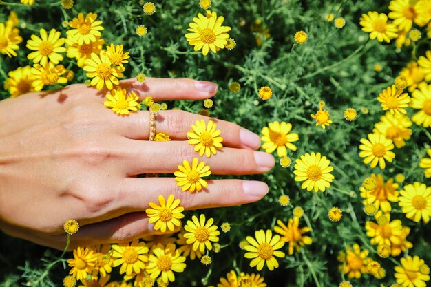 Photo high angle view of yellow flowering plants