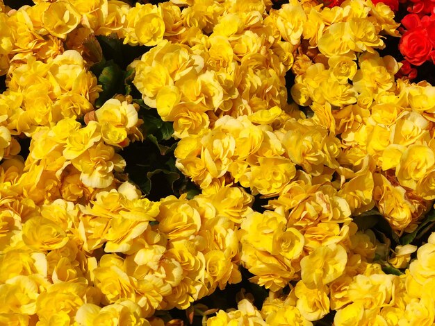 High angle view of yellow flowering plants