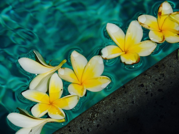 Photo high angle view of yellow flowers blooming outdoors