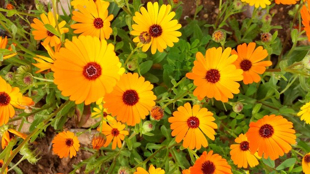 High angle view of yellow flowers blooming outdoors